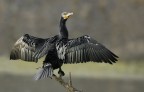 Renzo-Cormorano Renzo-Cormorano