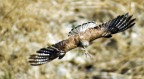 rapace break-fast rapace break-fast