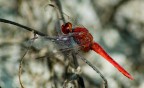 Drago rosso Drago rosso