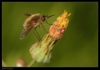 Bombylius minor ( ?) Bombylius minor ( ?)