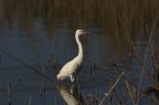 Garzetta - Egretta garzetta Garzetta - Egretta garzetta