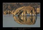 Zebre allo specchio