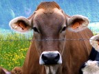 Mucca Mucca