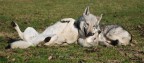 Wolves playing Wolves playing