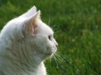 luna atto II^ luna atto II^