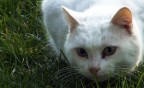 Mi è semblato di vedele un gatto... Mi è semblato di vedele un gatto...