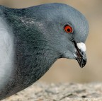 Pigeon Pigeon
