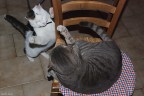 All'attacco!! All'attacco!!