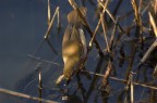 Pettirosso - Erithacus rubecula Pettirosso - Erithacus rubecula