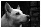 Un Cucciolo di Nome Zago Un Cucciolo di Nome Zago