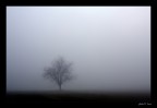 Tree in the fog Tree in the fog