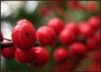 Avanzi delle feste