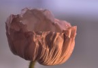 la purezza che si specchia nell'infinito la purezza che si specchia nell'infinito
