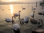 Alcuni cigni a Lecco