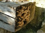 Funghi Funghi