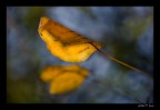 Yellow leave