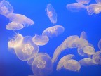 meduse meduse
