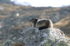 Marmotta Marmotta