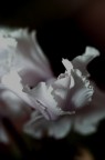 Petali di Nuvole Petali di Nuvole