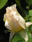 White rose
