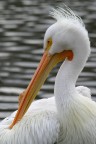 Pellicano Londinese Pellicano Londinese