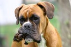 BOXER BOXER