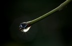 Epsylon Lyrae Epsylon Lyrae