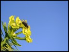una mosca qualunque una mosca qualunque