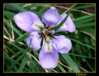 Flower Flower