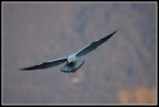 in volo in volo