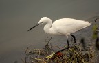 Egretta Garzetta della famiglia degli Ardeidi Egretta Garzetta della famiglia degli Ardeidi