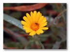 Fiore Fiore