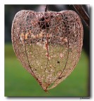 sistema vascolare vegetale