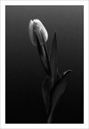 Tulipano_bn_2 Tulipano_bn_2