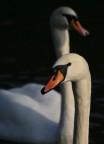 Swan in the black Swan in the black