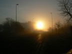 alba alba