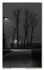 trees in the night