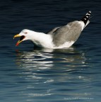 A volte si incazzano...