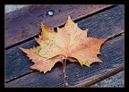 foglie in autunno foglie in autunno