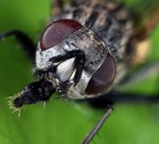 Mosca Mosca