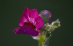 macro col cata macro col cata