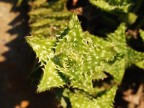 Green Star Green Star
