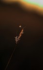 Quasi Niente Quasi Niente