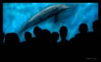 Delfini Delfini