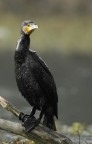 Renzo-Cormorano 2 Renzo-Cormorano 2