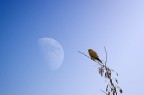 il gheppio e la luna il gheppio e la luna