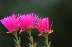 Fiori Fiori