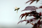 Malinconica ricerca Malinconica ricerca