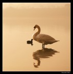 io (in nero) e il mio amico cigno