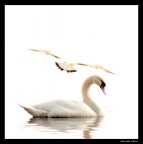 bianco bianco